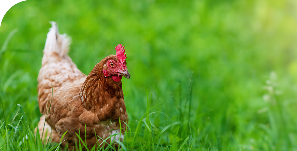 朝倉育ちの赤鶏「古処鶏」