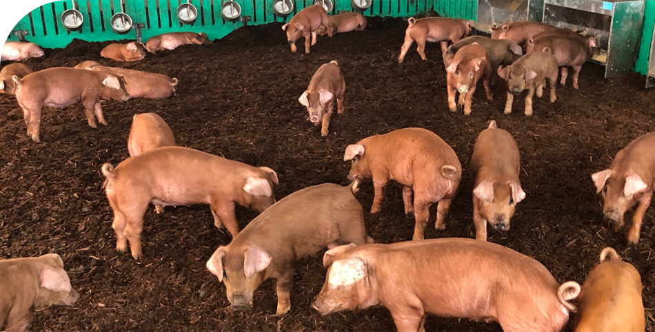 霧島オリーブ赤豚